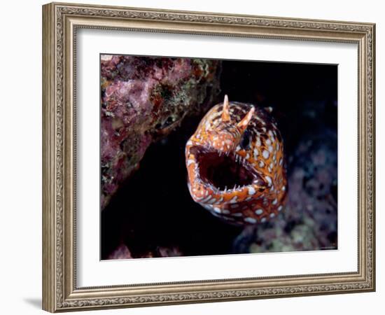 Moray-null-Framed Photographic Print