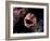 Moray-null-Framed Photographic Print