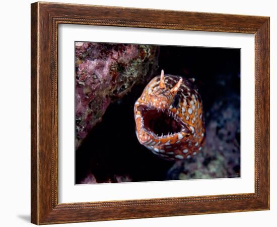 Moray-null-Framed Photographic Print