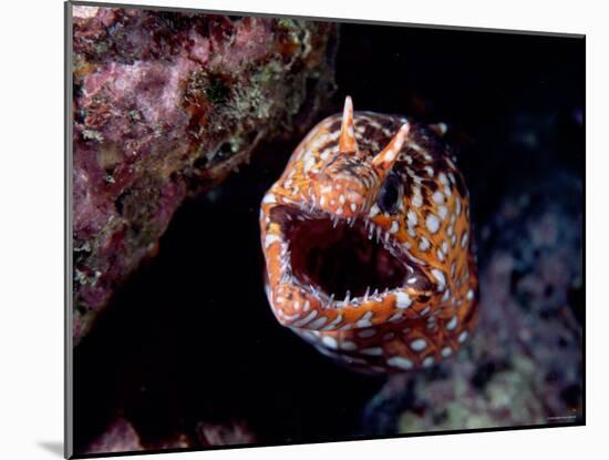 Moray-null-Mounted Photographic Print