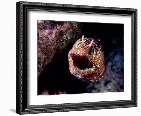 Moray-null-Framed Photographic Print