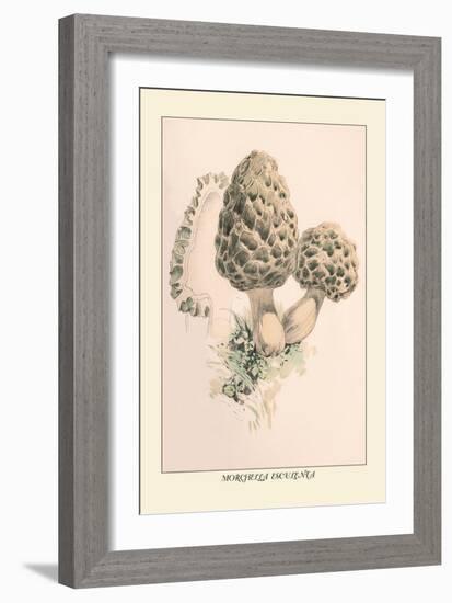 Morchella Esculenta-William Hamilton Gibson-Framed Art Print