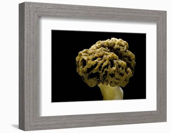 Morchella Rotunda (Morel)-Paul Starosta-Framed Photographic Print