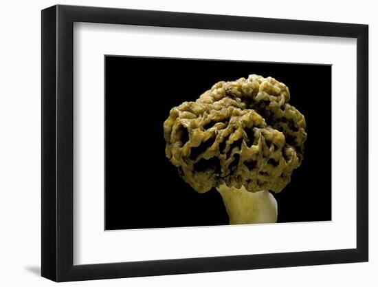 Morchella Rotunda (Morel)-Paul Starosta-Framed Photographic Print