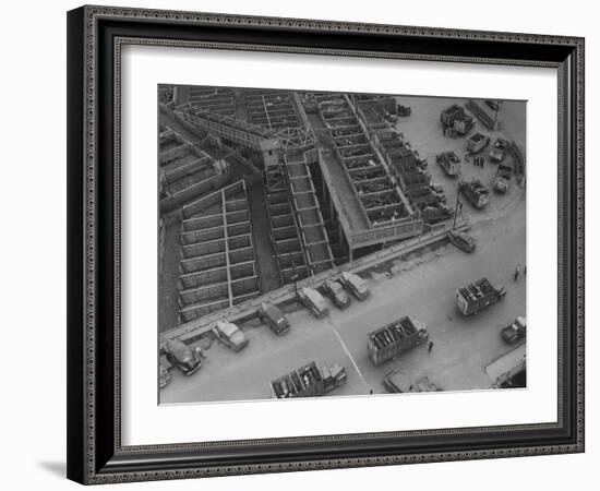 More Cattle Arriving at an Already Overcrowded Stockyard-null-Framed Photographic Print