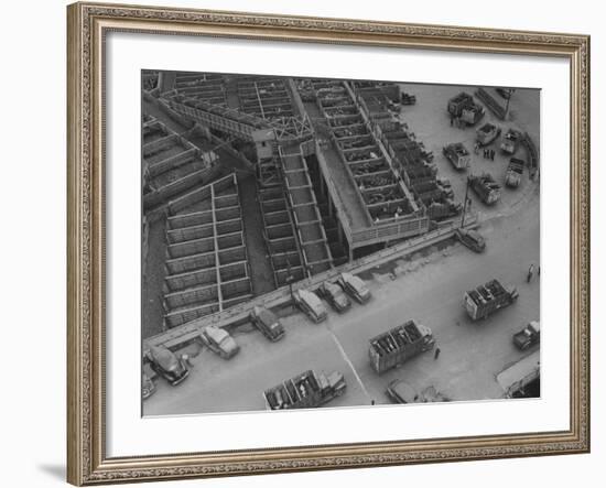 More Cattle Arriving at an Already Overcrowded Stockyard-null-Framed Photographic Print