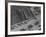 More Cattle Arriving at an Already Overcrowded Stockyard-null-Framed Photographic Print