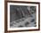 More Cattle Arriving at an Already Overcrowded Stockyard-null-Framed Photographic Print
