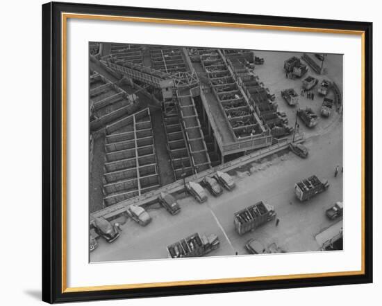 More Cattle Arriving at an Already Overcrowded Stockyard-null-Framed Photographic Print