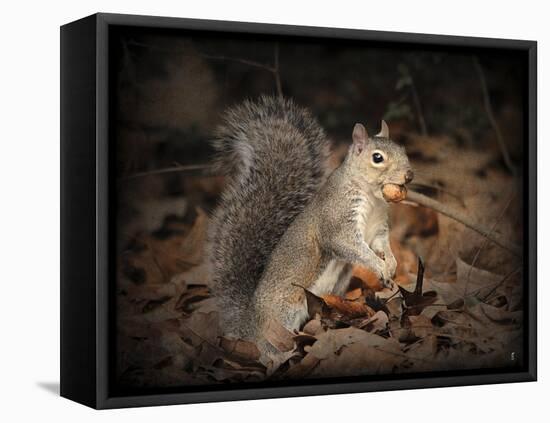 More Than You Can Chew Squirrel-Jai Johnson-Framed Premier Image Canvas