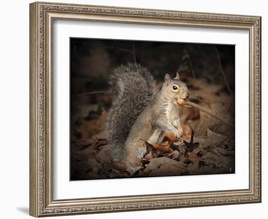 More Than You Can Chew Squirrel-Jai Johnson-Framed Giclee Print