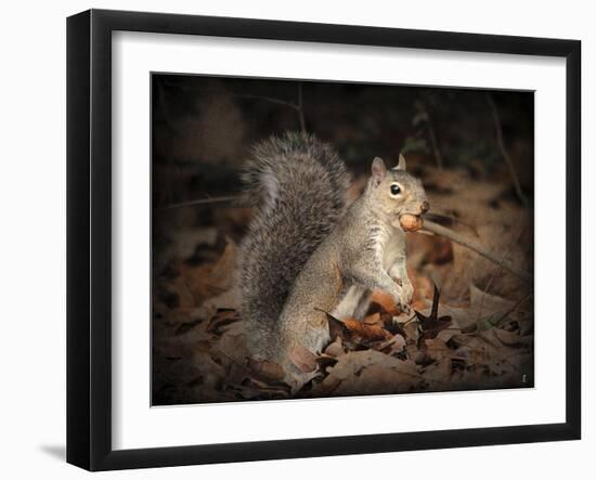 More Than You Can Chew Squirrel-Jai Johnson-Framed Giclee Print