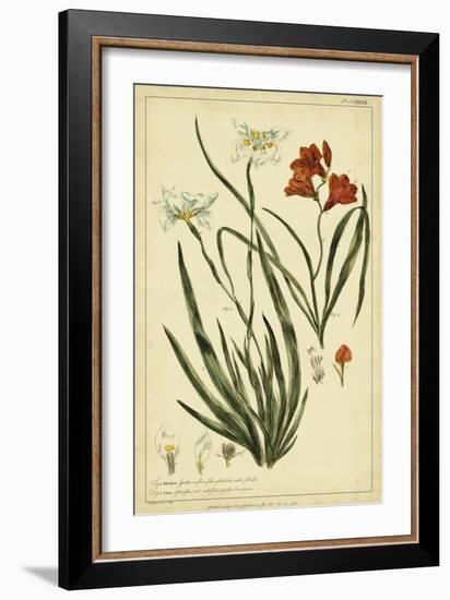 Morea and Ixia, Pl. CCXXXIX-Phillip Miller-Framed Art Print