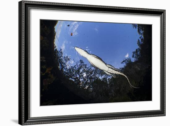 Morelet's Crocodile (Crocodylus Moreletii) in Sinkhole-Claudio Contreras-Framed Photographic Print