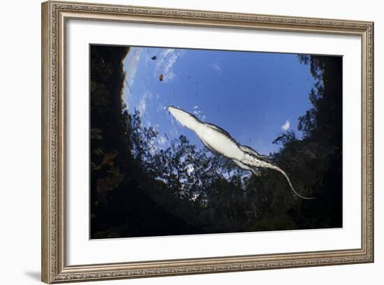 Morelet's Crocodile (Crocodylus Moreletii) in Sinkhole-Claudio Contreras-Framed Photographic Print