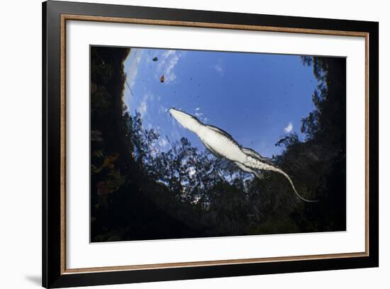 Morelet's Crocodile (Crocodylus Moreletii) in Sinkhole-Claudio Contreras-Framed Photographic Print