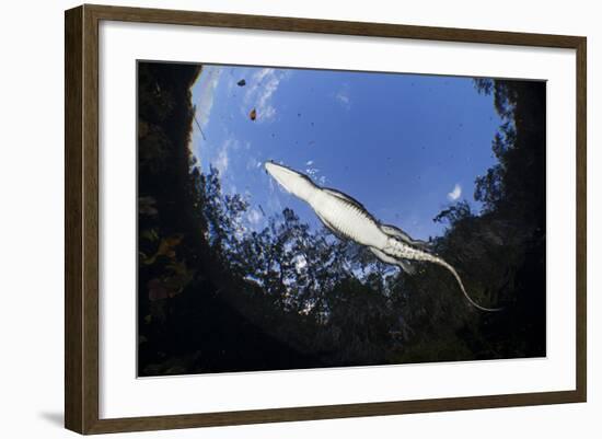 Morelet's Crocodile (Crocodylus Moreletii) in Sinkhole-Claudio Contreras-Framed Photographic Print