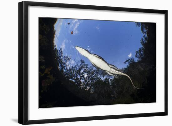 Morelet's Crocodile (Crocodylus Moreletii) in Sinkhole-Claudio Contreras-Framed Photographic Print