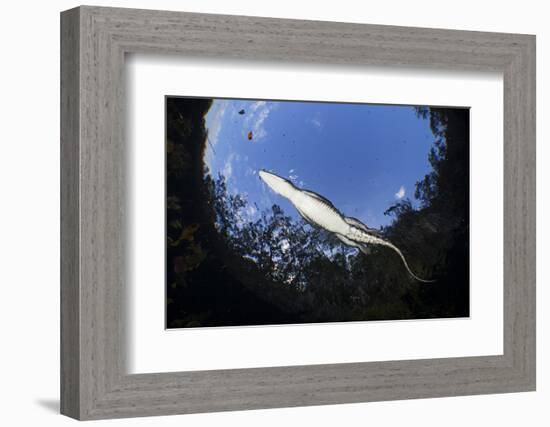 Morelet's Crocodile (Crocodylus Moreletii) in Sinkhole-Claudio Contreras-Framed Photographic Print