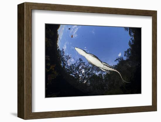 Morelet's Crocodile (Crocodylus Moreletii) in Sinkhole-Claudio Contreras-Framed Photographic Print