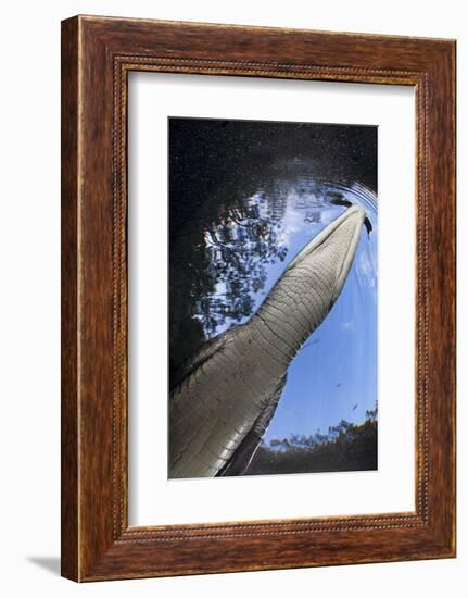 Morelet's Crocodile (Crocodylus Moreletii) in Sinkhole-Claudio Contreras-Framed Photographic Print