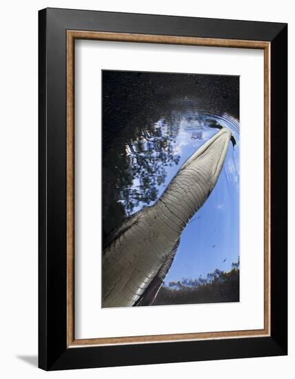 Morelet's Crocodile (Crocodylus Moreletii) in Sinkhole-Claudio Contreras-Framed Photographic Print