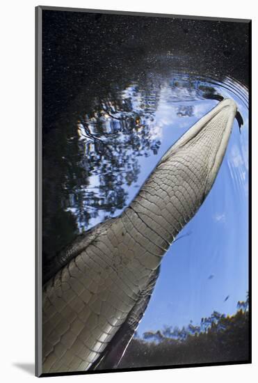 Morelet's Crocodile (Crocodylus Moreletii) in Sinkhole-Claudio Contreras-Mounted Photographic Print