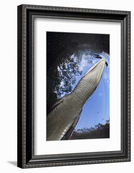 Morelet's Crocodile (Crocodylus Moreletii) in Sinkhole-Claudio Contreras-Framed Photographic Print