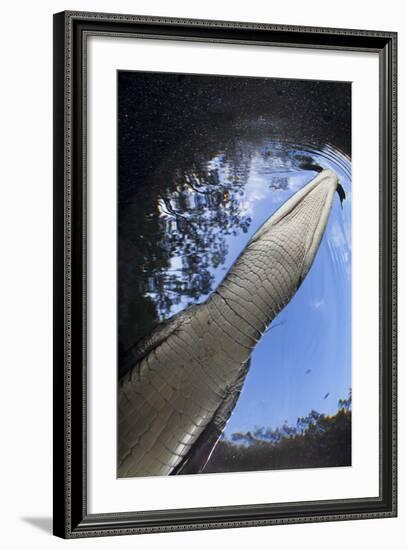 Morelet's Crocodile (Crocodylus Moreletii) in Sinkhole-Claudio Contreras-Framed Photographic Print