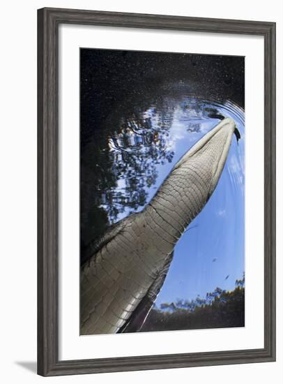 Morelet's Crocodile (Crocodylus Moreletii) in Sinkhole-Claudio Contreras-Framed Photographic Print