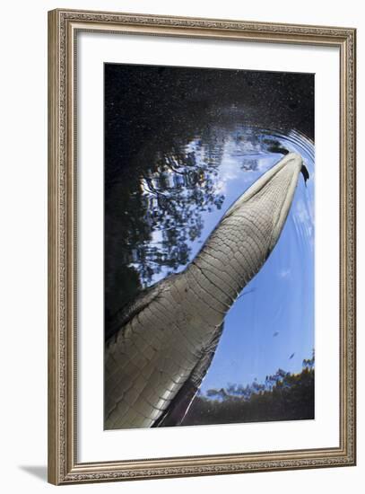 Morelet's Crocodile (Crocodylus Moreletii) in Sinkhole-Claudio Contreras-Framed Photographic Print
