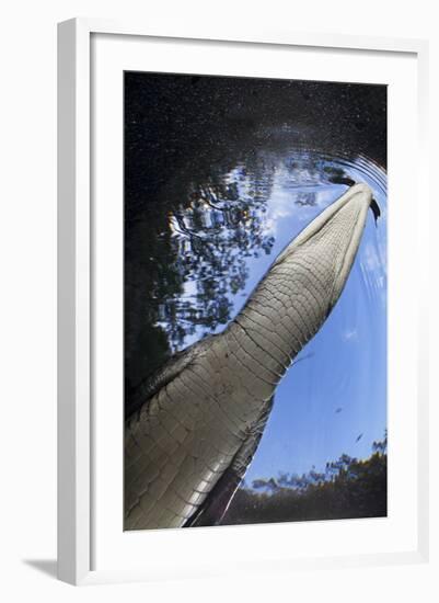 Morelet's Crocodile (Crocodylus Moreletii) in Sinkhole-Claudio Contreras-Framed Photographic Print