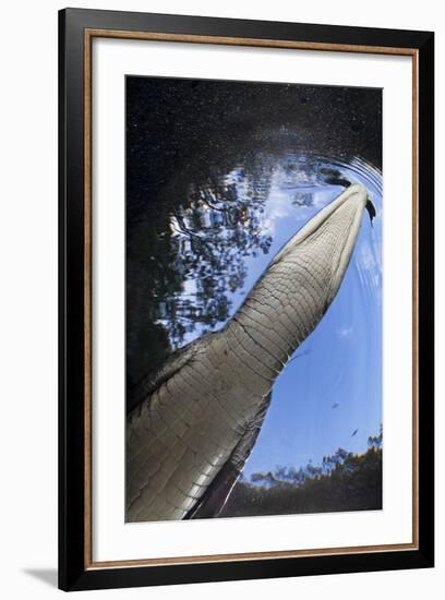 Morelet's Crocodile (Crocodylus Moreletii) in Sinkhole-Claudio Contreras-Framed Photographic Print