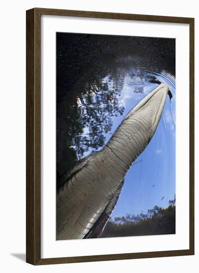 Morelet's Crocodile (Crocodylus Moreletii) in Sinkhole-Claudio Contreras-Framed Photographic Print