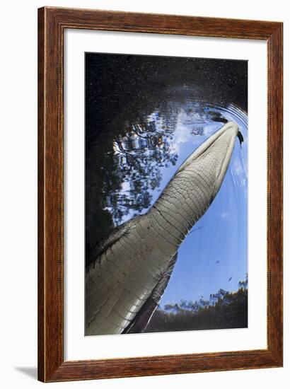 Morelet's Crocodile (Crocodylus Moreletii) in Sinkhole-Claudio Contreras-Framed Photographic Print