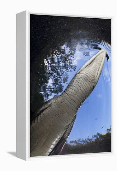 Morelet's Crocodile (Crocodylus Moreletii) in Sinkhole-Claudio Contreras-Framed Premier Image Canvas