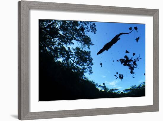 Morelet's Crocodile (Crocodylus Moreletii) Silhouetted in Sinkhole-Claudio Contreras-Framed Photographic Print