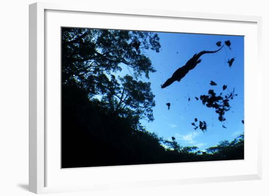 Morelet's Crocodile (Crocodylus Moreletii) Silhouetted in Sinkhole-Claudio Contreras-Framed Photographic Print