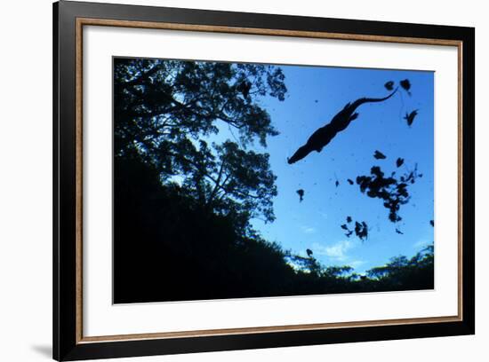 Morelet's Crocodile (Crocodylus Moreletii) Silhouetted in Sinkhole-Claudio Contreras-Framed Photographic Print