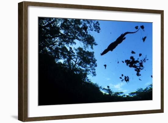 Morelet's Crocodile (Crocodylus Moreletii) Silhouetted in Sinkhole-Claudio Contreras-Framed Photographic Print