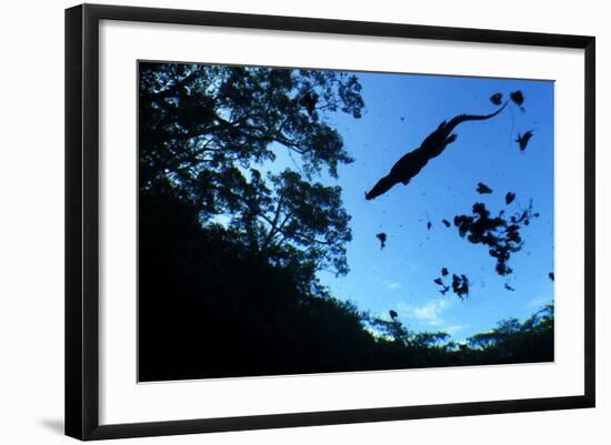 Morelet's Crocodile (Crocodylus Moreletii) Silhouetted in Sinkhole-Claudio Contreras-Framed Photographic Print