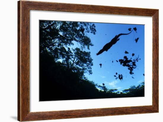 Morelet's Crocodile (Crocodylus Moreletii) Silhouetted in Sinkhole-Claudio Contreras-Framed Photographic Print