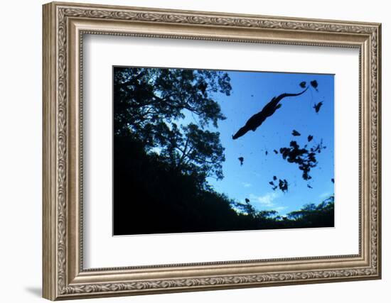 Morelet's Crocodile (Crocodylus Moreletii) Silhouetted in Sinkhole-Claudio Contreras-Framed Photographic Print