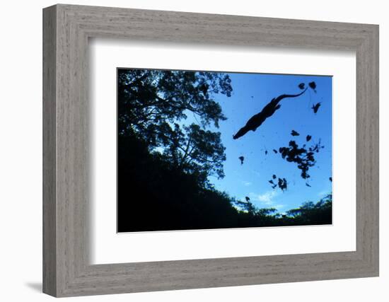 Morelet's Crocodile (Crocodylus Moreletii) Silhouetted in Sinkhole-Claudio Contreras-Framed Photographic Print