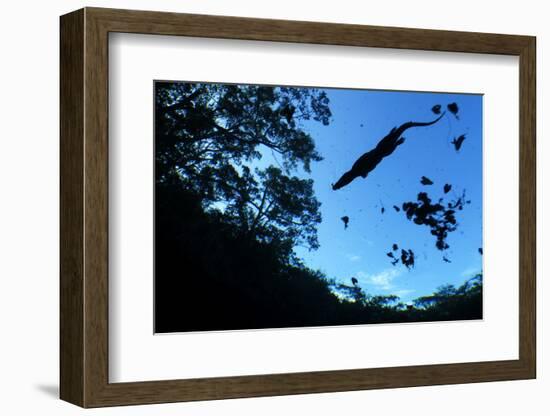 Morelet's Crocodile (Crocodylus Moreletii) Silhouetted in Sinkhole-Claudio Contreras-Framed Photographic Print