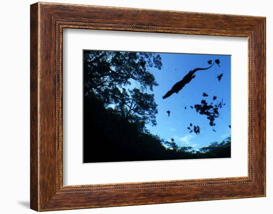 Morelet's Crocodile (Crocodylus Moreletii) Silhouetted in Sinkhole-Claudio Contreras-Framed Photographic Print