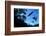 Morelet's Crocodile (Crocodylus Moreletii) Silhouetted in Sinkhole-Claudio Contreras-Framed Photographic Print