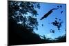 Morelet's Crocodile (Crocodylus Moreletii) Silhouetted in Sinkhole-Claudio Contreras-Mounted Photographic Print