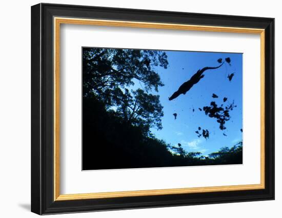 Morelet's Crocodile (Crocodylus Moreletii) Silhouetted in Sinkhole-Claudio Contreras-Framed Photographic Print