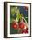 Morello Cherries on a Tree-Chris Schäfer-Framed Photographic Print